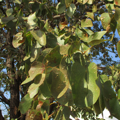 Retroacizzia mopanei