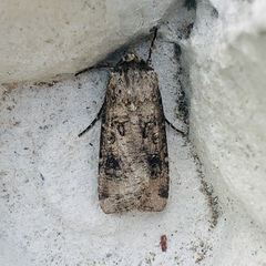 Agrotis segetum