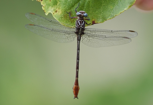 Russet-tipped Clubtail