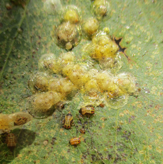 Retroacizzia mopanei