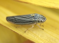 Graphocephala hieroglyphica