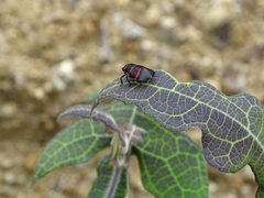 Huaina inca