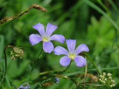 Linum julicum