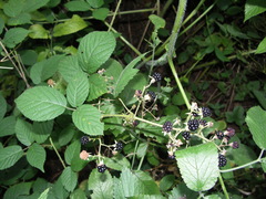 Rubus scaber