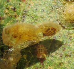 Retroacizzia mopanei