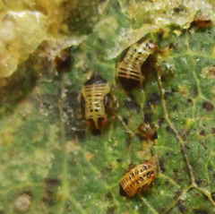 Retroacizzia mopanei