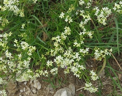 Galium anisophyllon