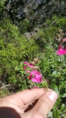 Salvia greggii