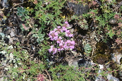Thymus callieri