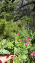 Salvia greggii