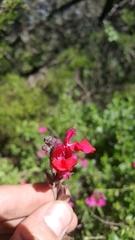 Salvia greggii