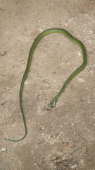 Philothamnus occidentalis