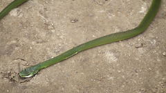 Philothamnus occidentalis