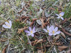 Crocus vernus