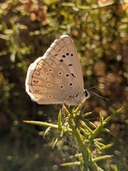 Polyommatus albicans