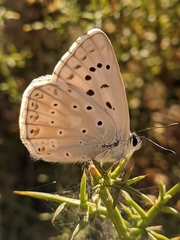 Polyommatus albicans