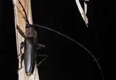 Juiaparus batus