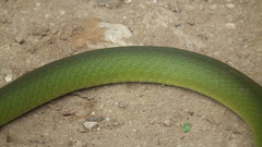 Philothamnus occidentalis