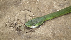 Philothamnus occidentalis