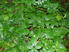 Rubus geminatus