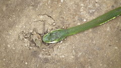 Philothamnus occidentalis