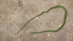 Philothamnus occidentalis