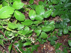 Rubus geminatus