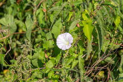 Calystegia sepium spectabilis