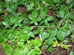 Rubus geminatus