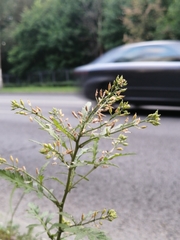 Rorippa palustris