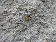 Lepidoptera