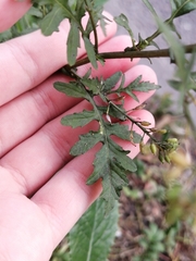 Rorippa palustris