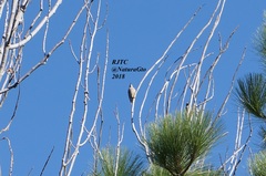 Melanerpes aurifrons