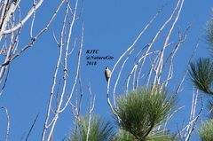 Melanerpes aurifrons