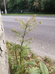 Rorippa palustris