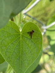 Chrysopilus quadratus