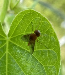 Chrysopilus quadratus