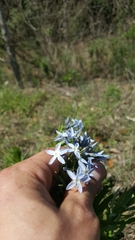 Amsonia ciliata texana