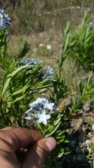 Amsonia ciliata texana