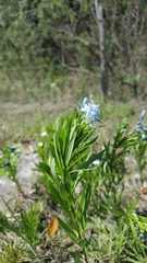 Amsonia ciliata texana