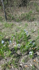 Amsonia ciliata texana