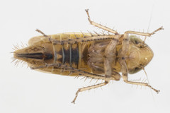 Arthaldeus pascuellus