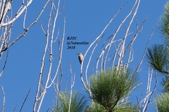 Melanerpes aurifrons