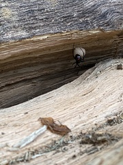 Latrodectus variolus