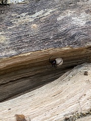 Latrodectus variolus