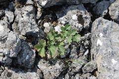 Heracleum ligusticifolium