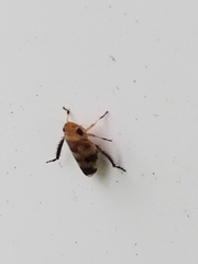 Anoscopus