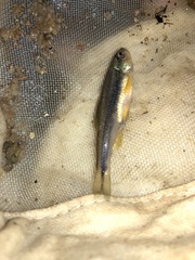 Notropis lutipinnis