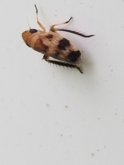 Anoscopus