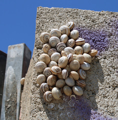 Theba pisana